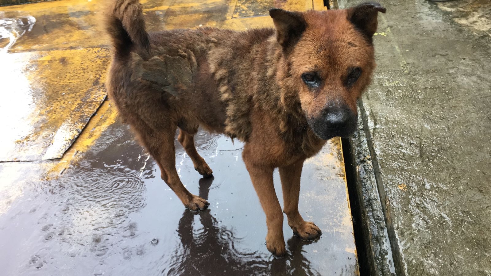 圖為5隻當中最年長的唐狗「朱古力」。(圖片由受訪者提供) 圖為5隻當中最年長的唐狗「朱古力」。(圖片由受訪者提供)