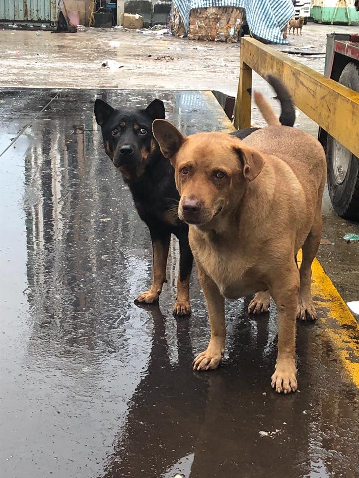 左為四眼仔,右為肥肥(受訪者提供) 左為四眼仔,右為肥肥(受訪者提供)