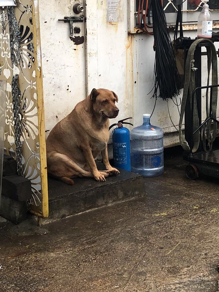 圖為肥肥(受訪者提供) 圖為肥肥(受訪者提供)