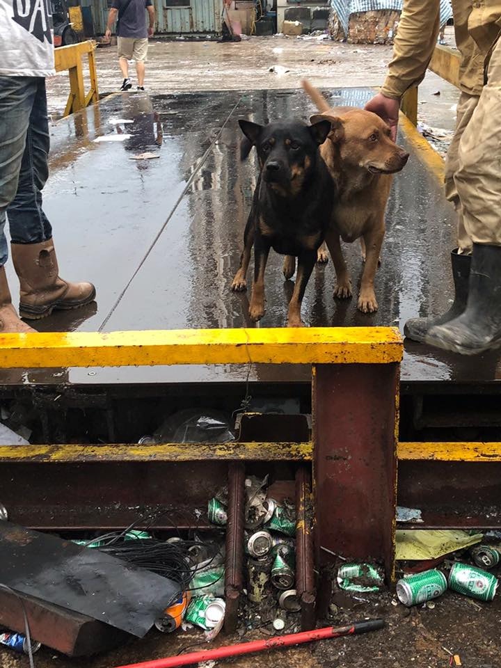 唐狗們都非常親人(受訪者提供) 唐狗們都非常親人(受訪者提供)