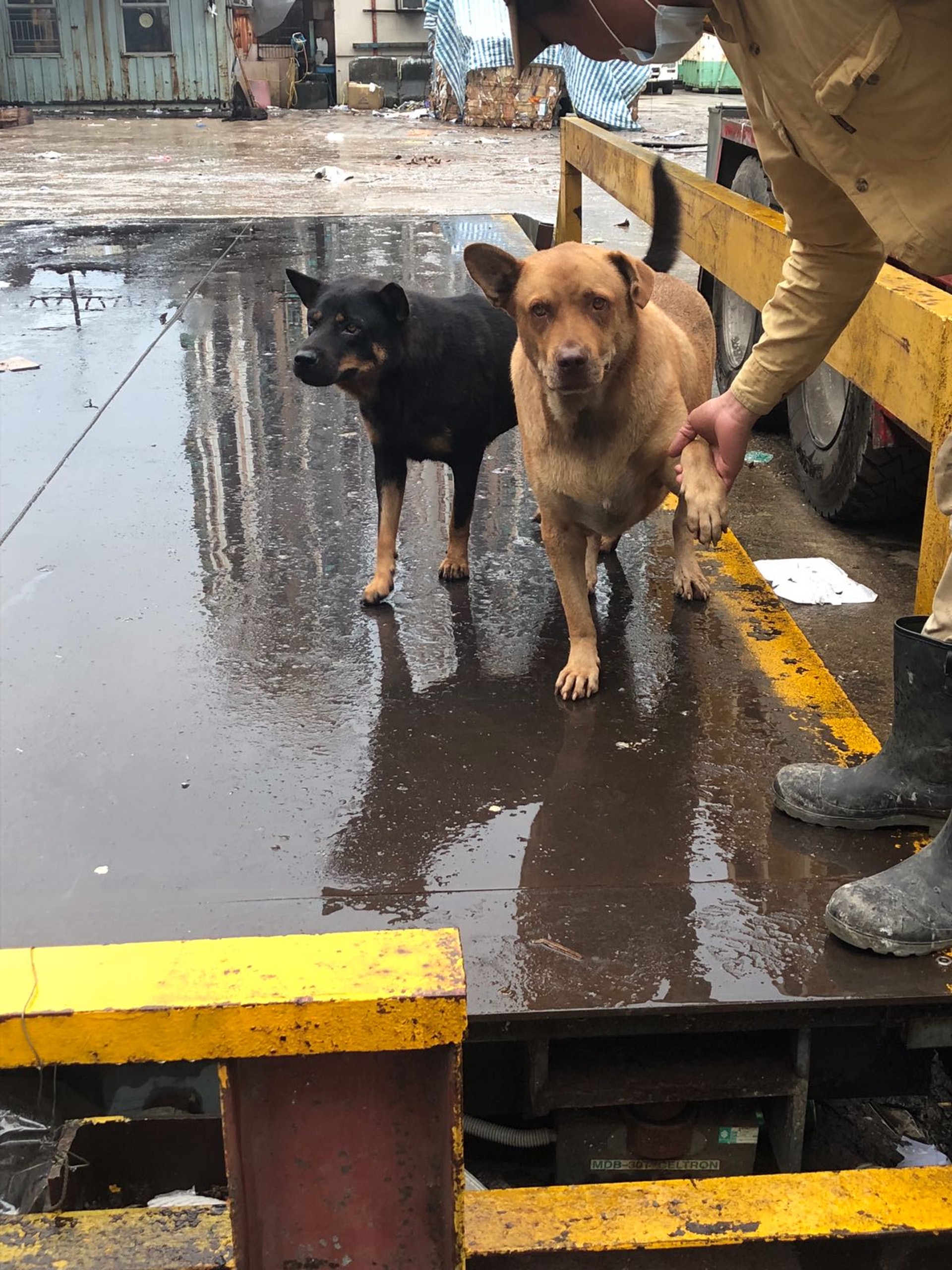 唐狗們性格溫馴(受訪者提供) 唐狗們性格溫馴(受訪者提供)