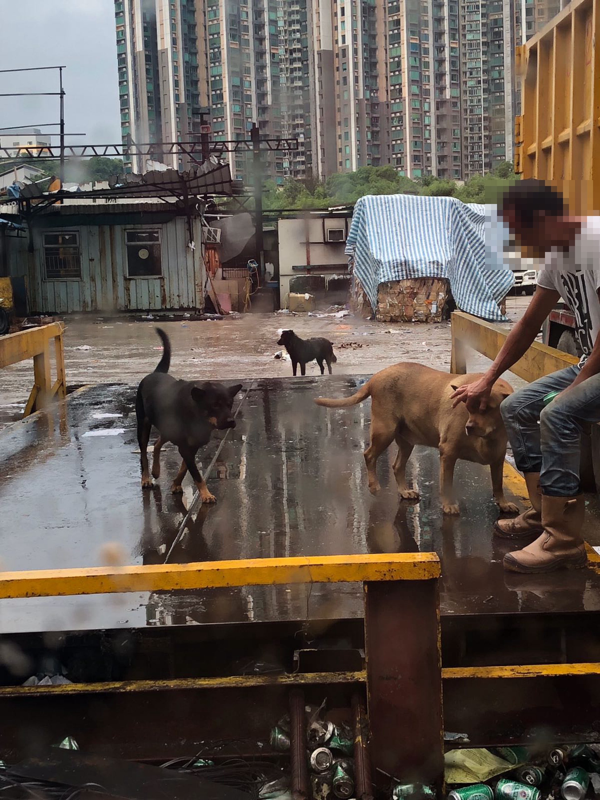 唐狗們都非常親人(受訪者提供) 唐狗們都非常親人(受訪者提供)