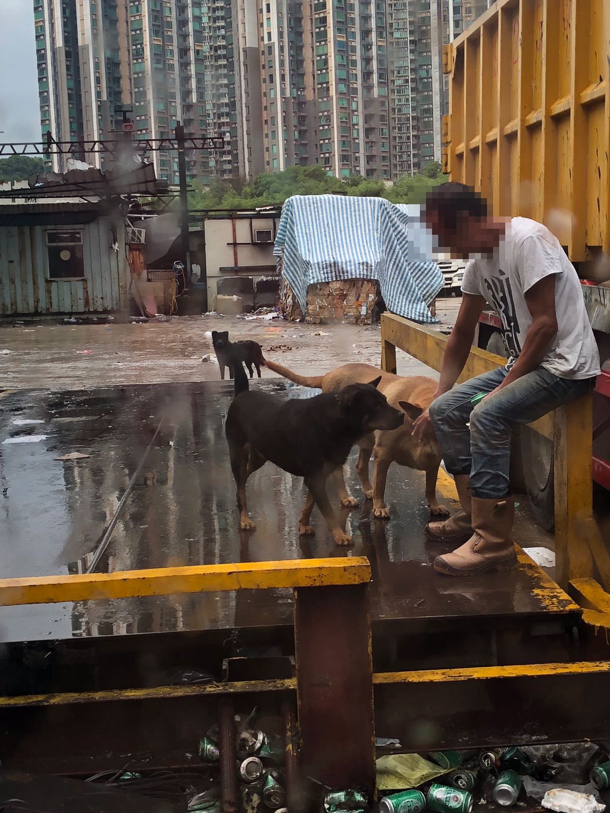 唐狗們都非常親人(受訪者提供) 唐狗們都非常親人(受訪者提供)