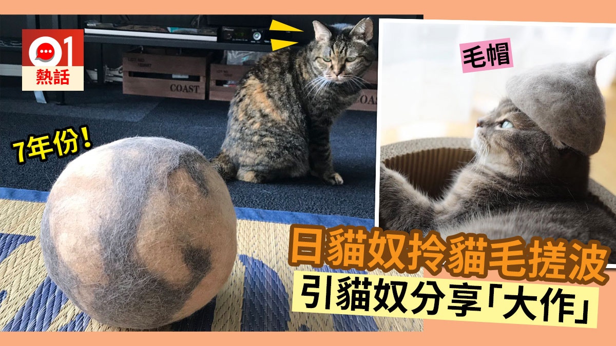 超療癒 日本貓奴儲足7年貓毛搓成巨球網民爭相分享主子珍藏
