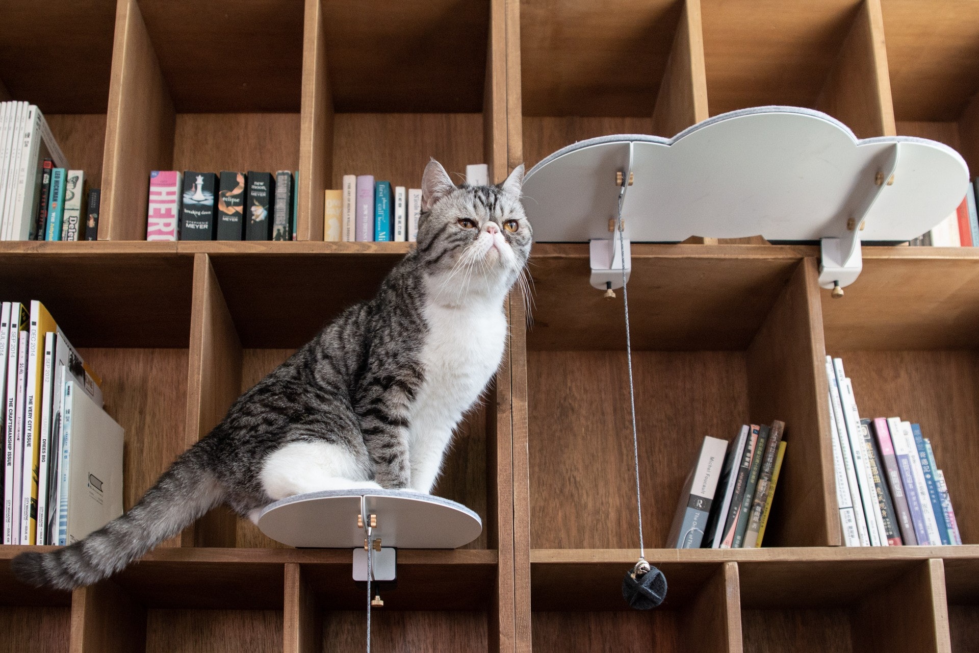 Catssup是可隨時拆卸且不佔空間的貓跳台。(Catssup圖片) Catssup是可隨時拆卸且不佔空間的貓跳台。(Catssup圖片)