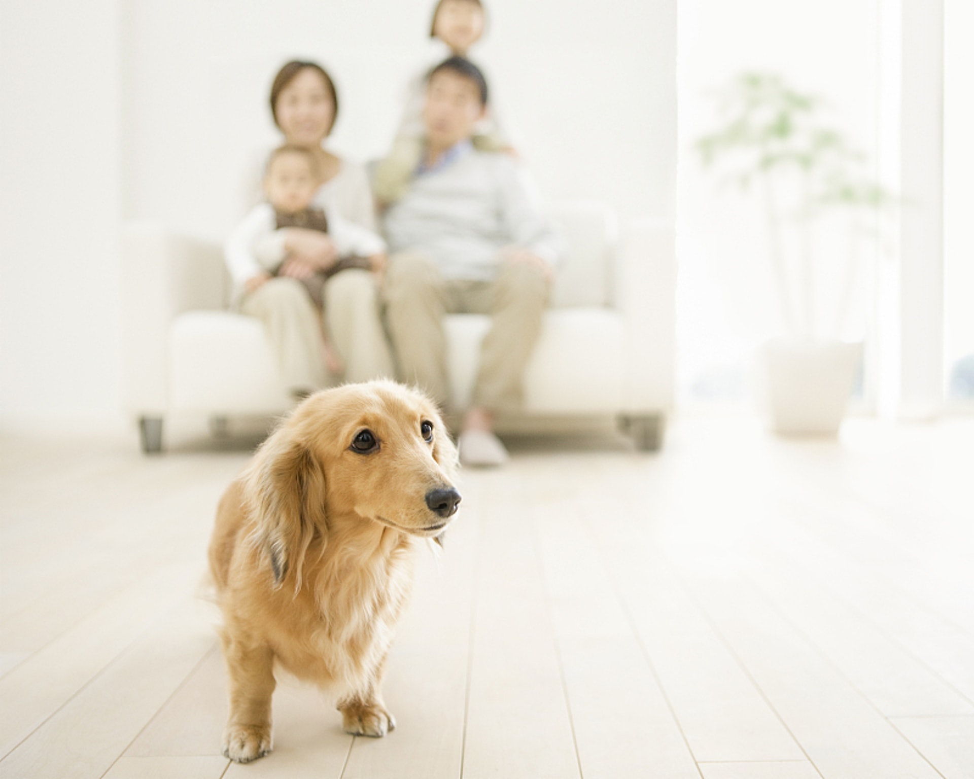 狗狗已是家庭中的一份子,當然會影響到你的生活習慣。(VCG) 狗狗已是家庭中的一份子,當然會影響到你的生活習慣。(VCG)