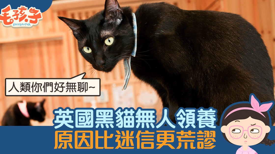 黑貓無人願意領養原因比 招來厄運 更令人無言 香港01 寵物