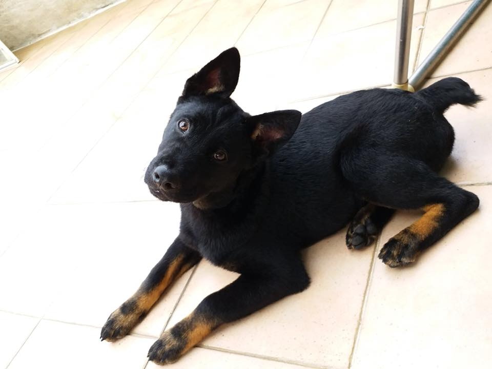 狗狗Harry現於狗場生活。(Eddy Wonky) 狗狗Harry現於狗場生活。(Eddy Wonky)