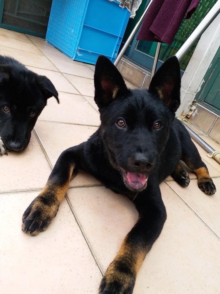 Harry經過連日來狗場職員的照顧,漸漸適應環境。(Eddy Wonky) Harry經過連日來狗場職員的照顧,漸漸適應環境。(Eddy Wonky)