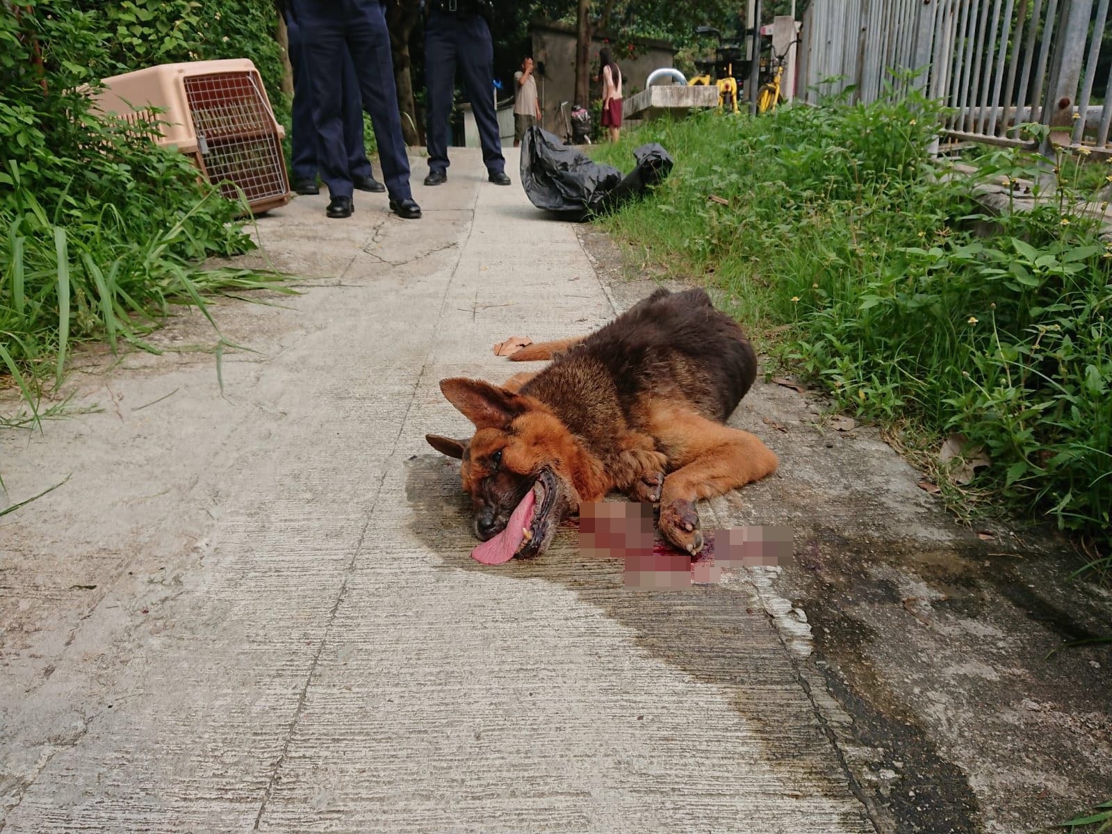 受傷狗狗口部受傷,懷疑被撞凹。(讀者提供) 受傷狗狗口部受傷,懷疑被撞凹。(讀者提供)