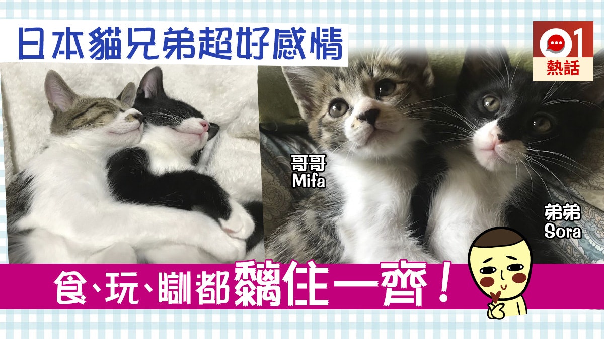 【多圖】日本貓兄弟感情好到似「連體嬰」 主人:閃盲我對眼! 【多圖】日本貓兄弟感情好到似「連體嬰」 主人:閃盲我對眼!