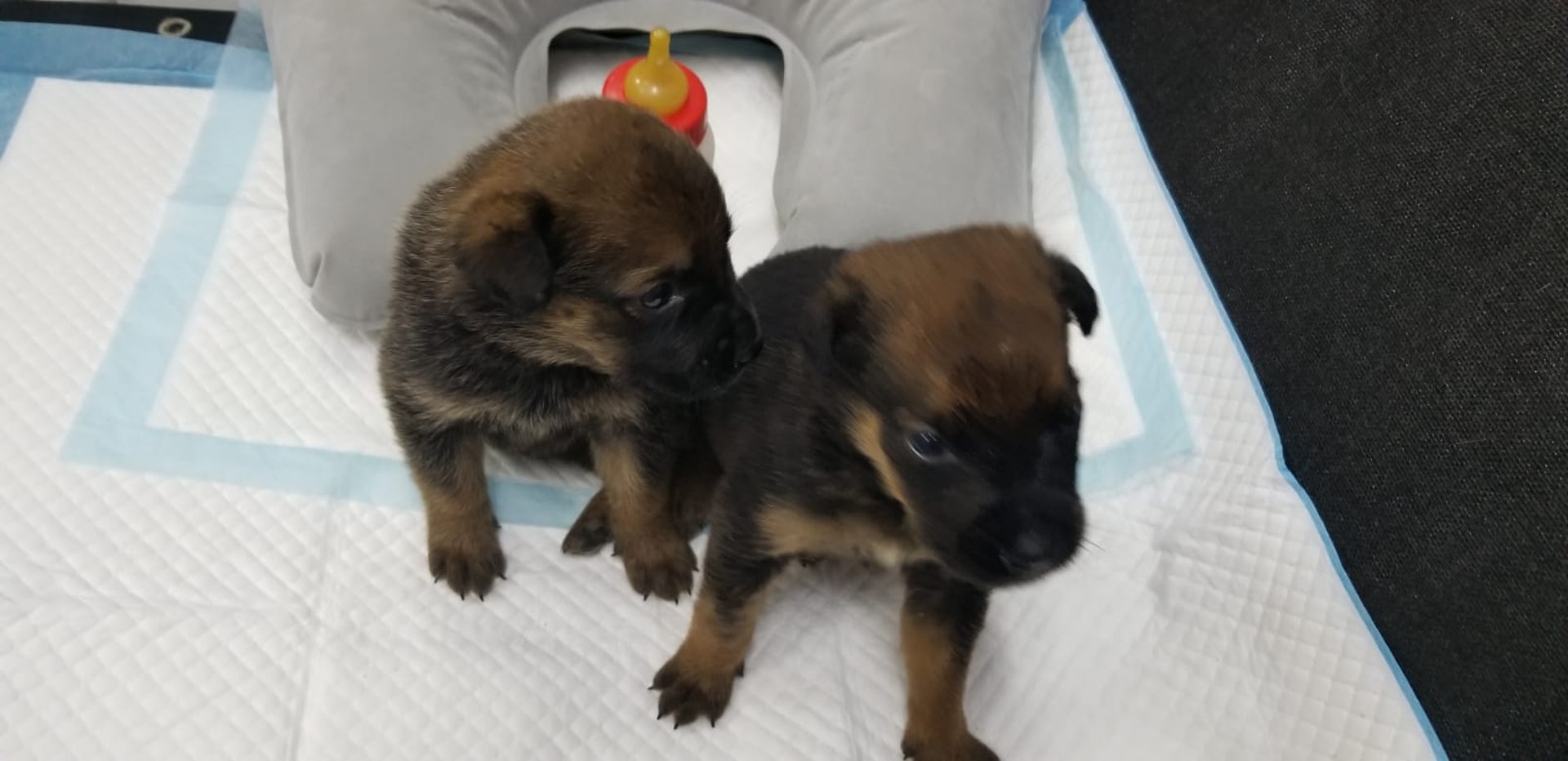 狗狗現已取名為「點點」和「滴滴」。(受訪者提供) 狗狗現已取名為「點點」和「滴滴」。(受訪者提供)