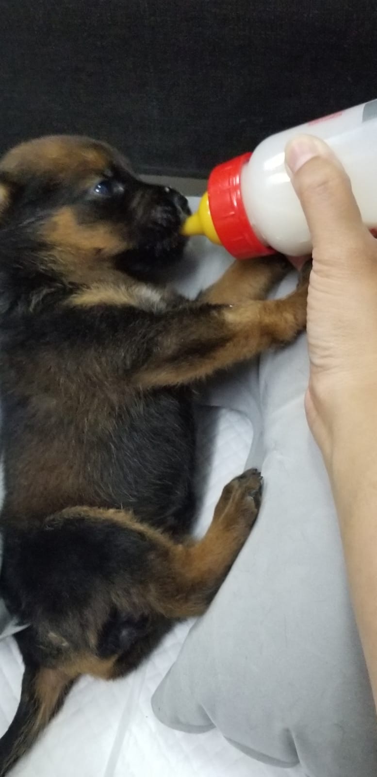 狗狗們目前身體狀況理想。(受訪者提供) 狗狗們目前身體狀況理想。(受訪者提供)