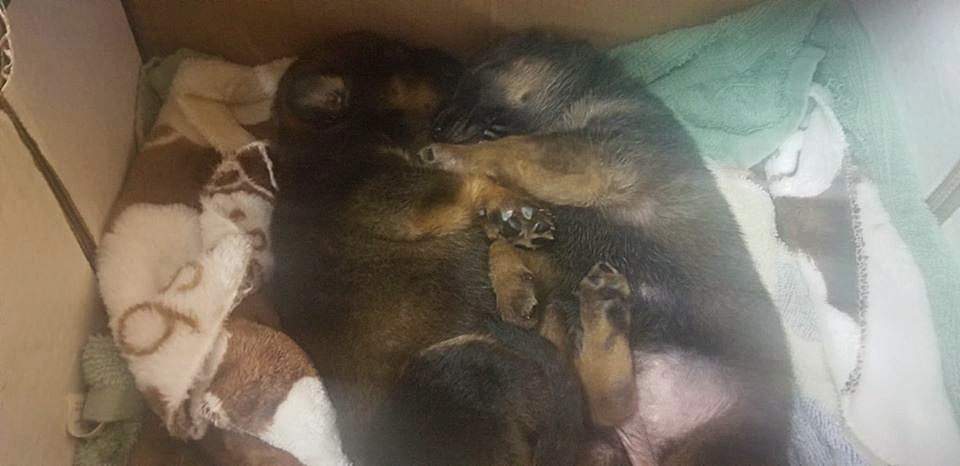 被發現於膠袋內的初生幼犬,圖為獲救後拍攝。(受訪者提供) 被發現於膠袋內的初生幼犬,圖為獲救後拍攝。(受訪者提供)