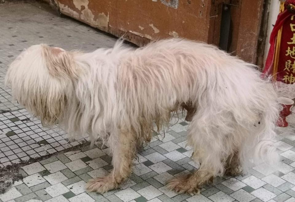 而且本應是白色的毛髮也明顯不甚乾淨。(受訪者提供) 而且本應是白色的毛髮也明顯不甚乾淨。(受訪者提供)