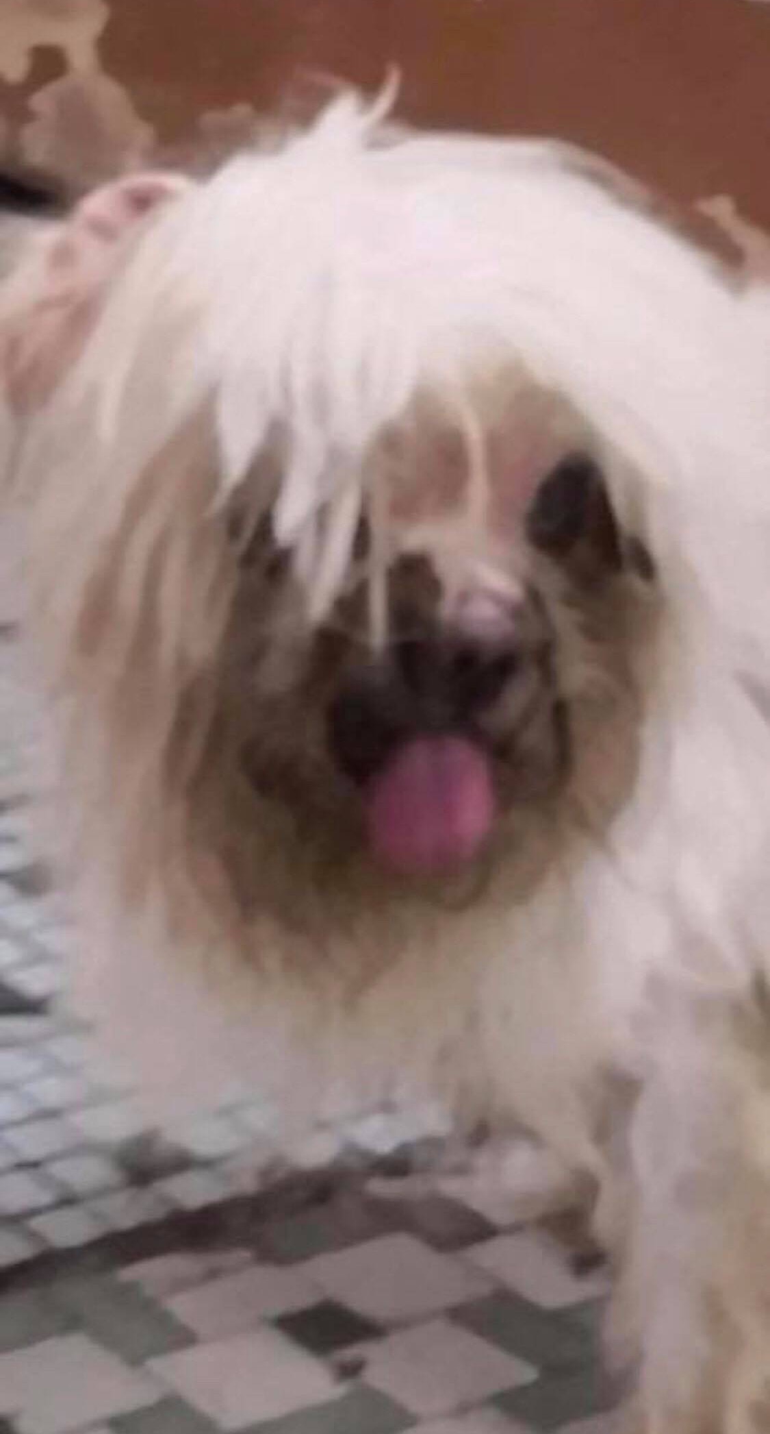 「佑佑」被發現時面部有污垢。(受訪者提供) 「佑佑」被發現時面部有污垢。(受訪者提供)