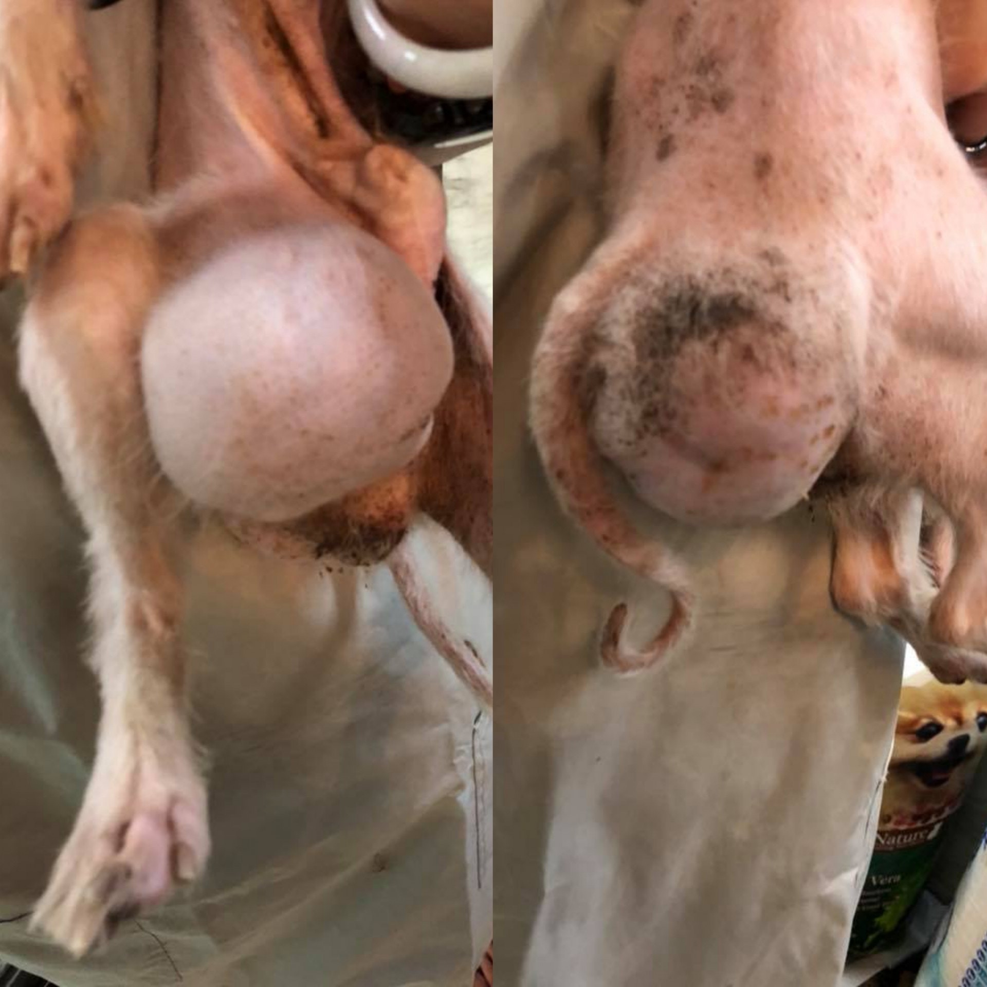 「佑佑」下腹及尾部各有1個巨型腫瘤。(受訪者提供) 「佑佑」下腹及尾部各有1個巨型腫瘤。(受訪者提供)