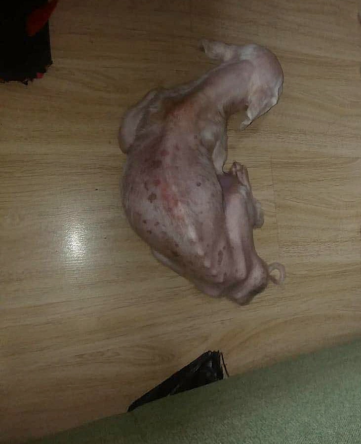 「佑佑」身形極度瘦削。(受訪者提供) 「佑佑」身形極度瘦削。(受訪者提供)