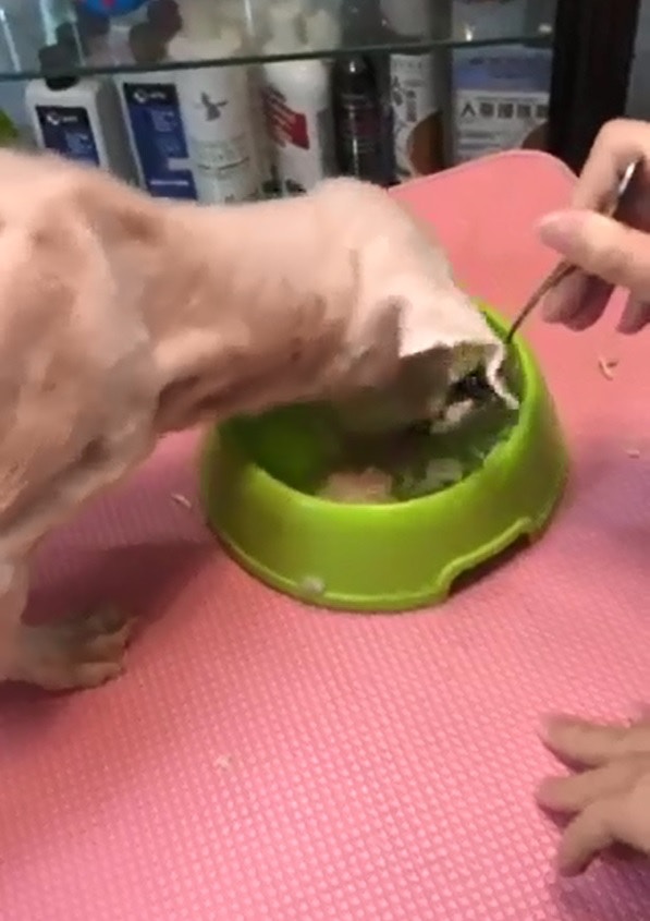 獸醫指「佑佑」目前宜先增肥才可接受治療。(受訪者提供) 獸醫指「佑佑」目前宜先增肥才可接受治療。(受訪者提供)