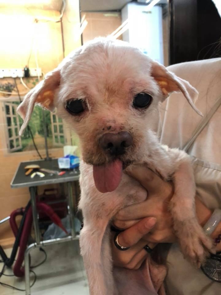 「佑佑」尚在休養當中。(受訪者提供) 「佑佑」尚在休養當中。(受訪者提供)