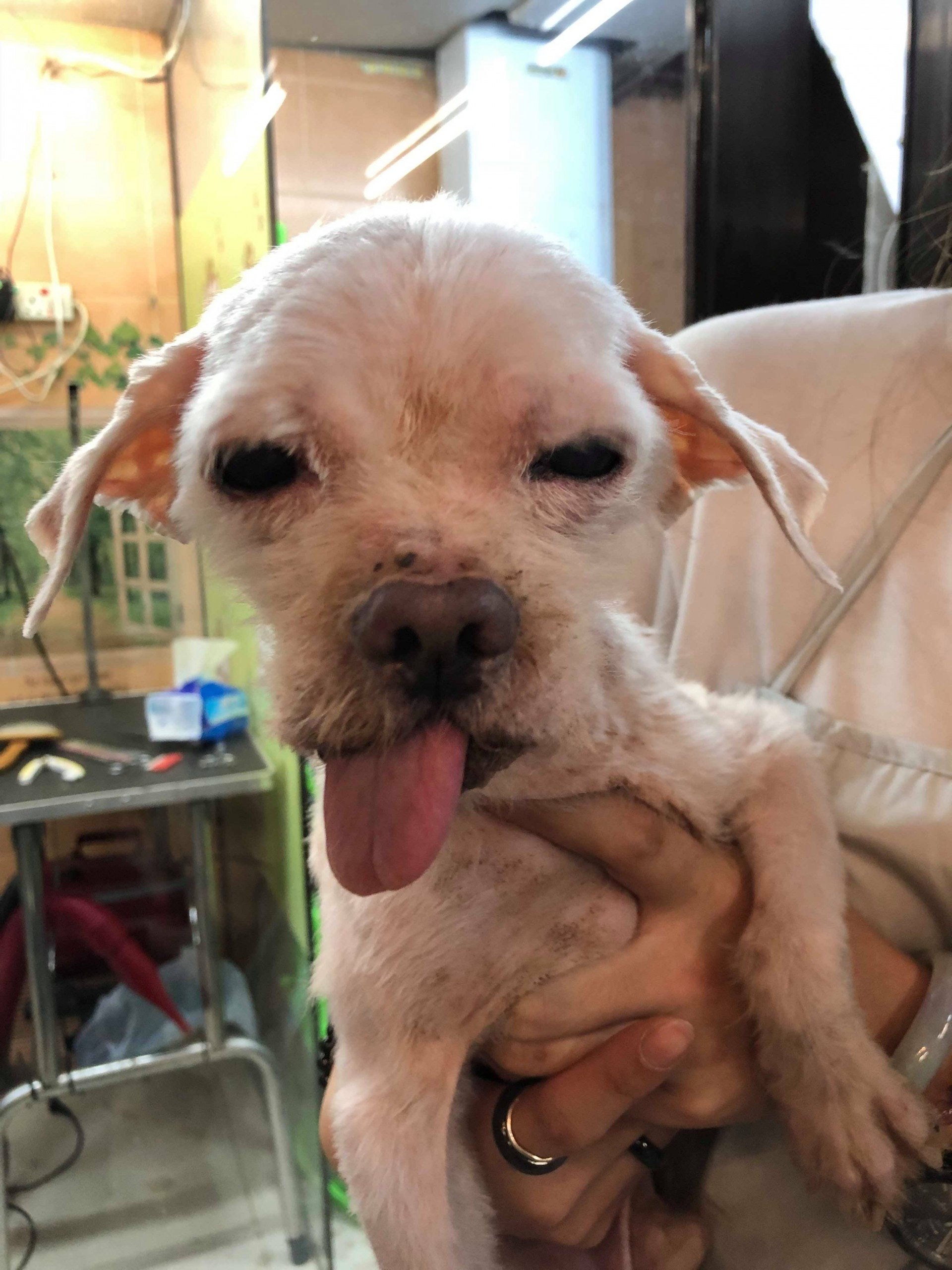 「佑佑」尚在休養當中。(受訪者提供) 「佑佑」尚在休養當中。(受訪者提供)