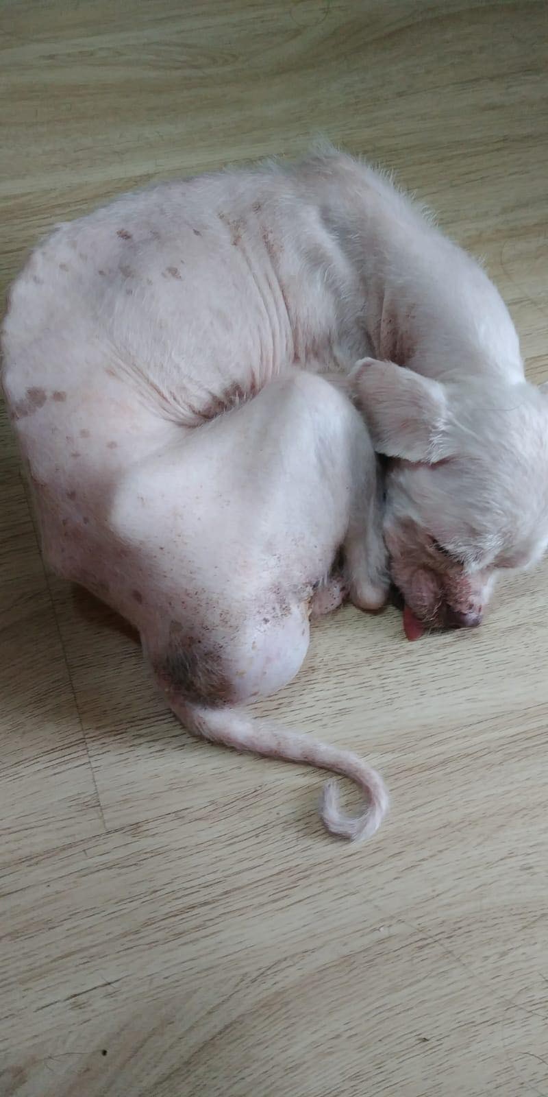 「佑佑」尚在休養當中。(受訪者提供) 「佑佑」尚在休養當中。(受訪者提供)