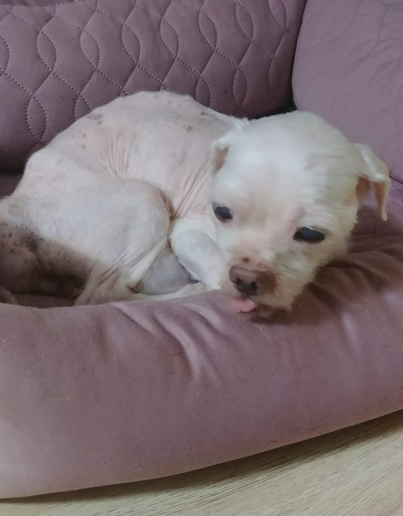 「佑佑」現時已被人收養,情況穩定。(受訪者提供) 「佑佑」現時已被人收養,情況穩定。(受訪者提供)