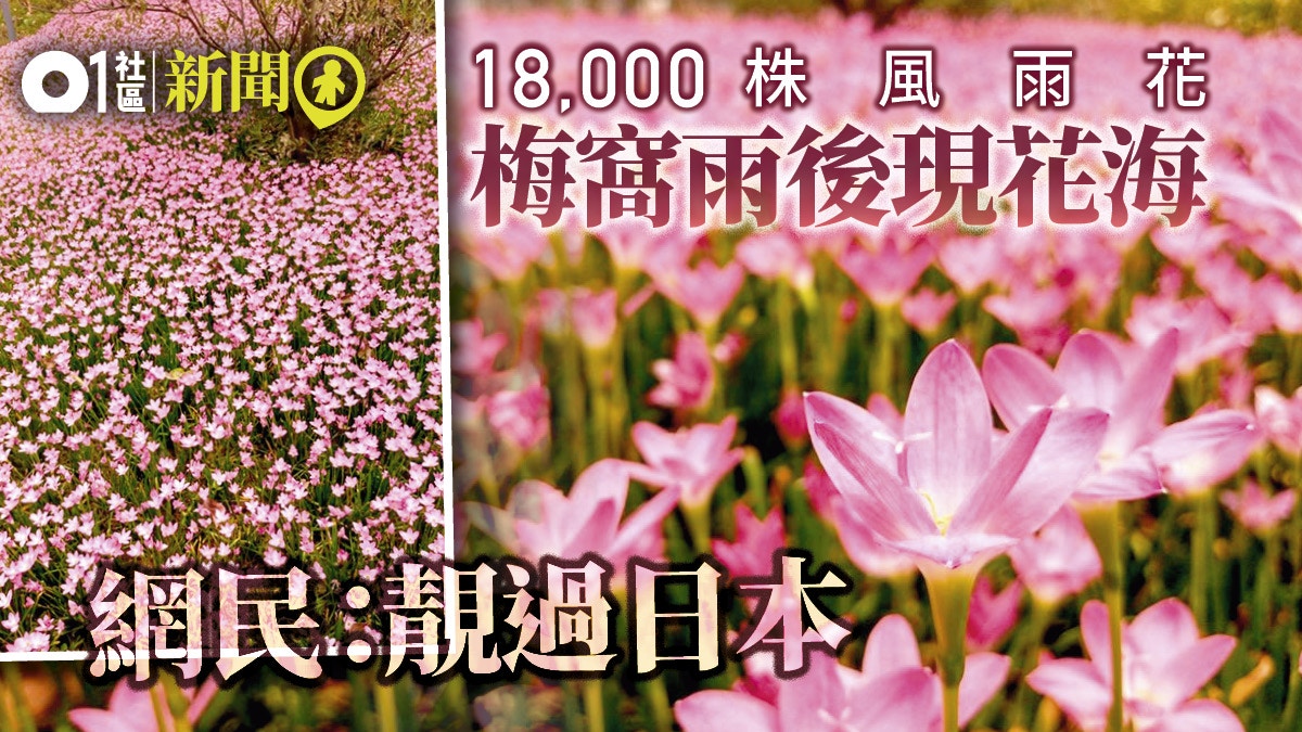 香港大雨過後見花海網民 仲靚過日本 香港01 社會新聞
