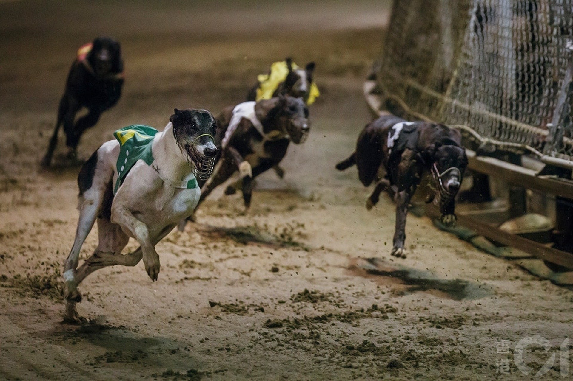 澳門逸園賽狗場結業後,場內逾500隻格力犬早前交由民署暫時照顧。 (資料圖片) 澳門逸園賽狗場結業後,場內逾500隻格力犬早前交由民署暫時照顧。 (資料圖片)
