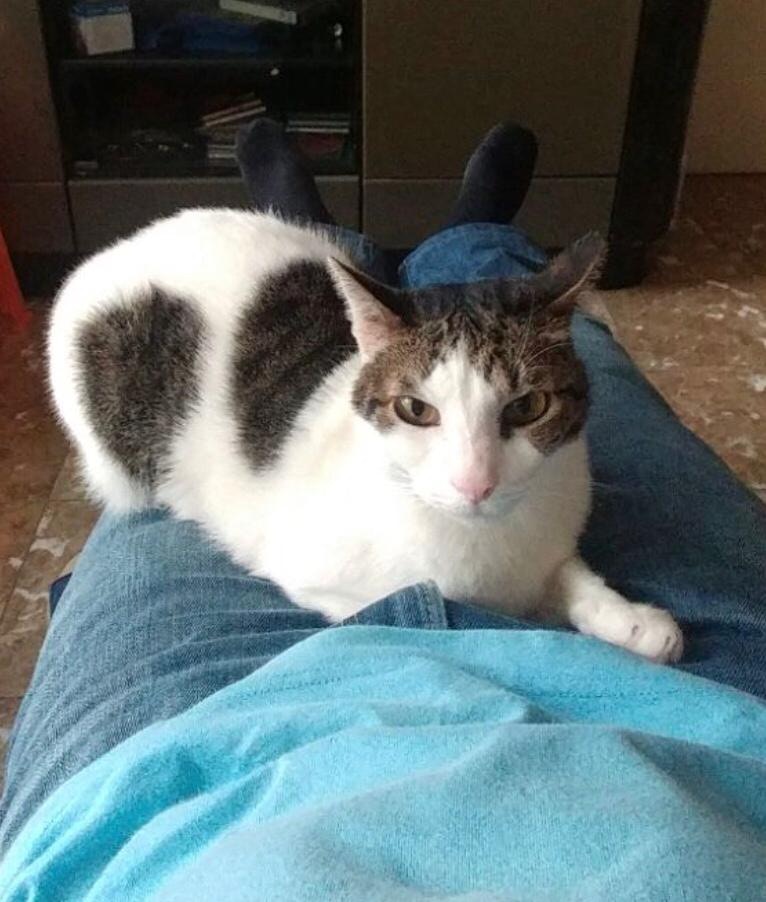 「蝦餃」2年前開始由梁媽媽接手飼養。(受訪者提供) 「蝦餃」2年前開始由梁媽媽接手飼養。(受訪者提供)