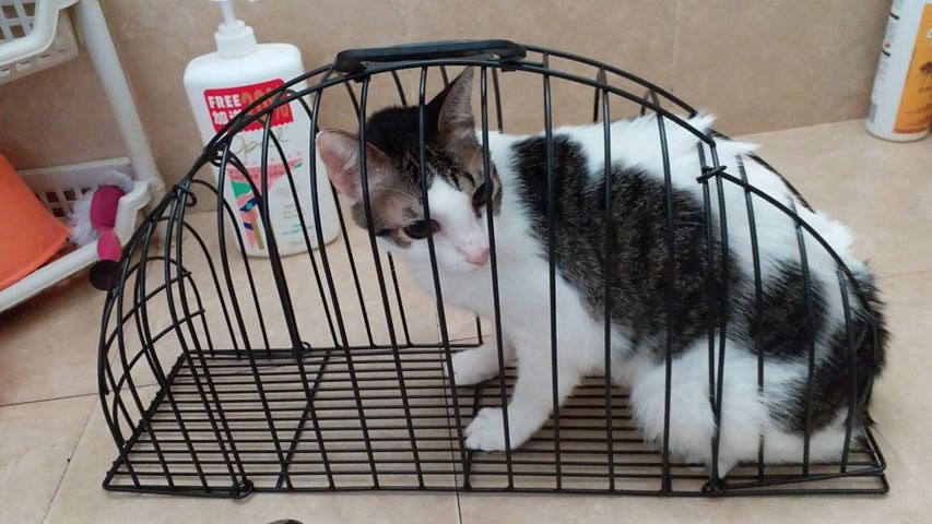 「蝦餃」早前確診金錢癬,需要每天塗藥膏。(受訪者提供) 「蝦餃」早前確診金錢癬,需要每天塗藥膏。(受訪者提供)