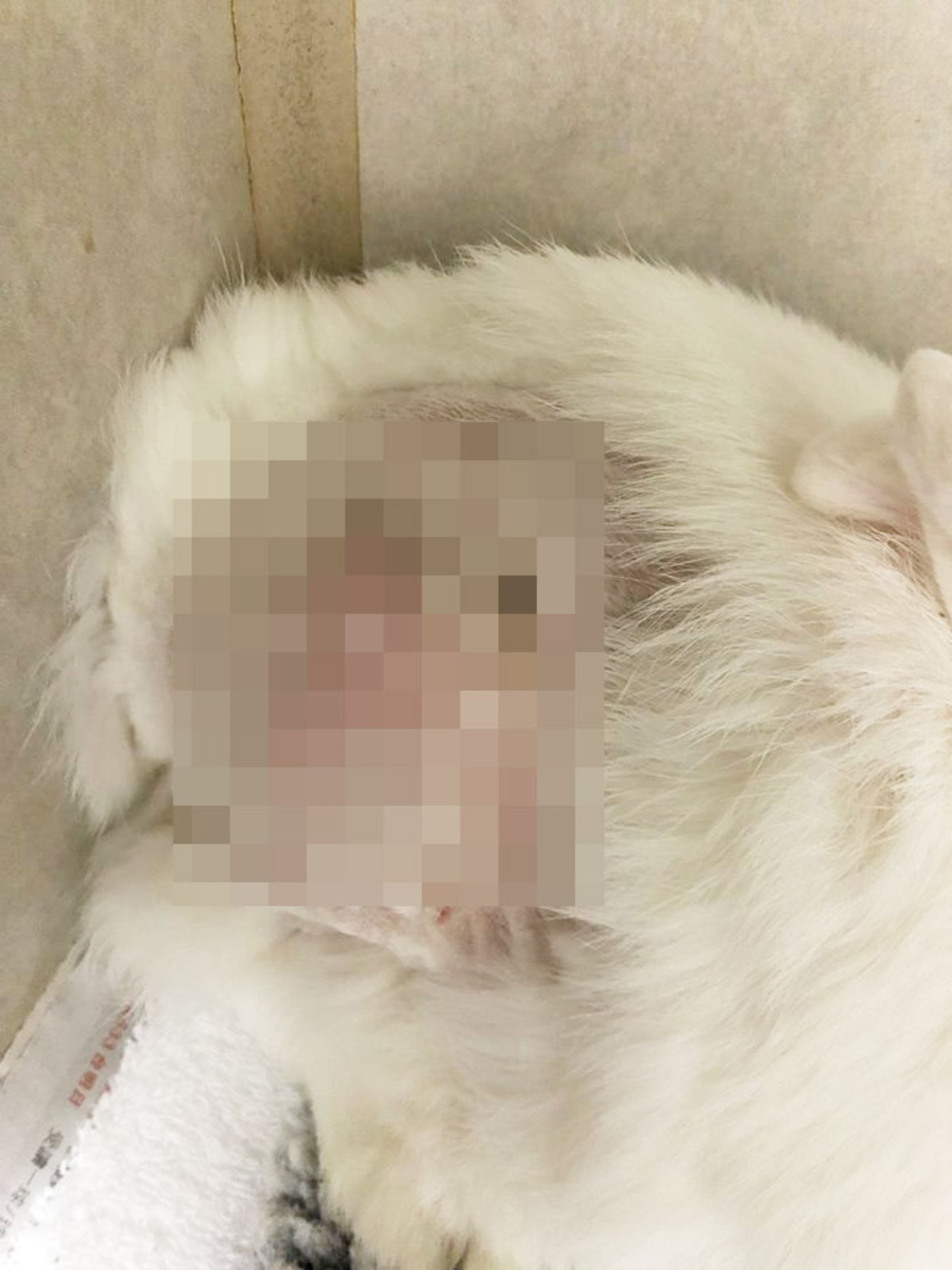 兔兔身上的不明傷口,情況不斷惡化。(兔協 HKRS) 兔兔身上的不明傷口,情況不斷惡化。(兔協 HKRS)