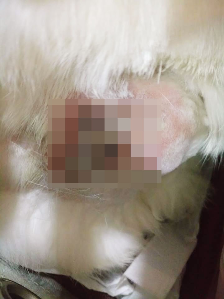 為了清除受感染位置,不得不進行緊急手術。(兔協 HKRS) 為了清除受感染位置,不得不進行緊急手術。(兔協 HKRS)