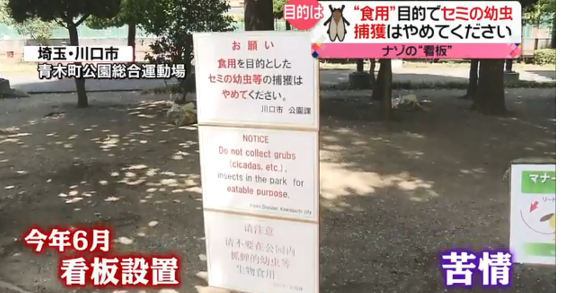 川口市政府6月起設置告示牌,提醒市民不要抓蟬的幼蟲等生物食用。(news24影片截圖) 川口市政府6月起設置告示牌,提醒市民不要抓蟬的幼蟲等生物食用。(news24影片截圖)
