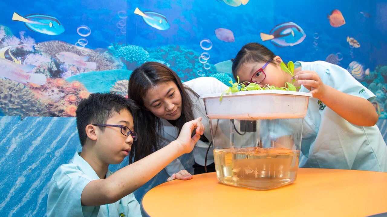 迷你版「魚菜共生」系統 小學生桌上掌握生態概念 迷你版「魚菜共生」系統 小學生桌上掌握生態概念