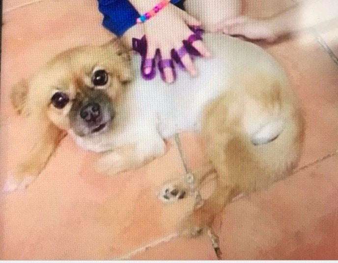 走失的松鼠狗「Mei Mei」。(網上圖片) 走失的松鼠狗「Mei Mei」。(網上圖片)