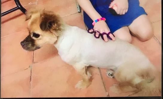 「Mei Mei」上周日下著傾盆大雨時失蹤。(網上圖片) 「Mei Mei」上周日下著傾盆大雨時失蹤。(網上圖片)