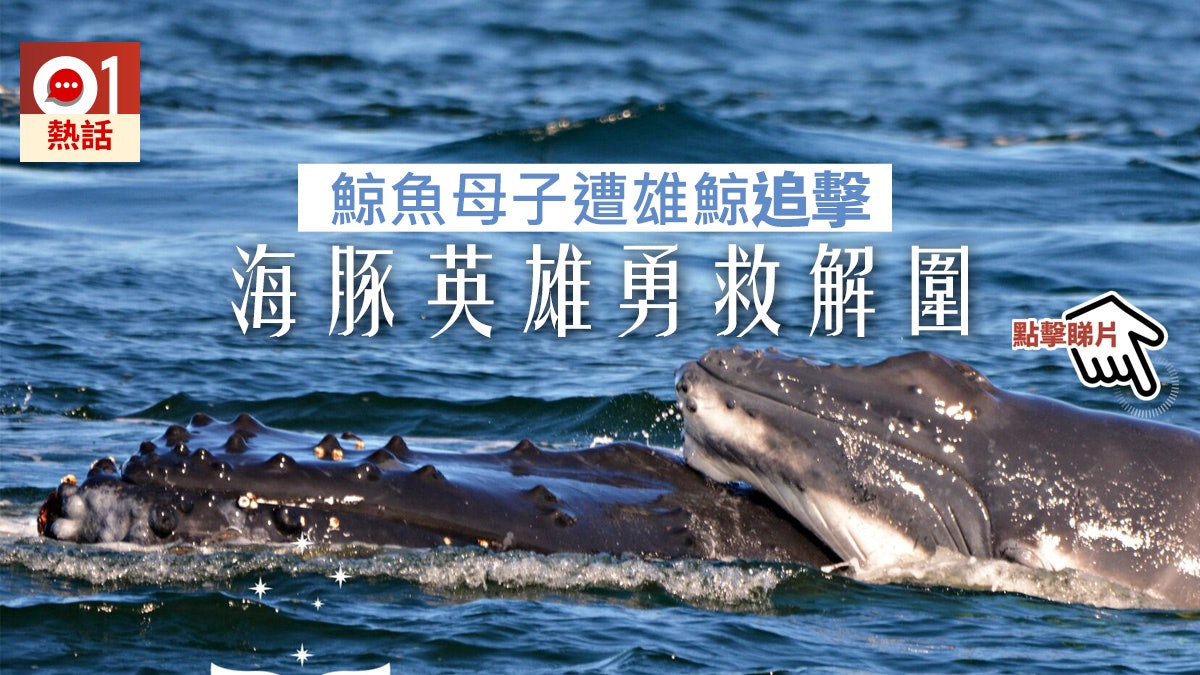 英雄救美!鯨魚母子遭5雄鯨追逐逼交配 海豚群現身保護驅趕 英雄救美!鯨魚母子遭5雄鯨追逐逼交配 海豚群現身保護驅趕