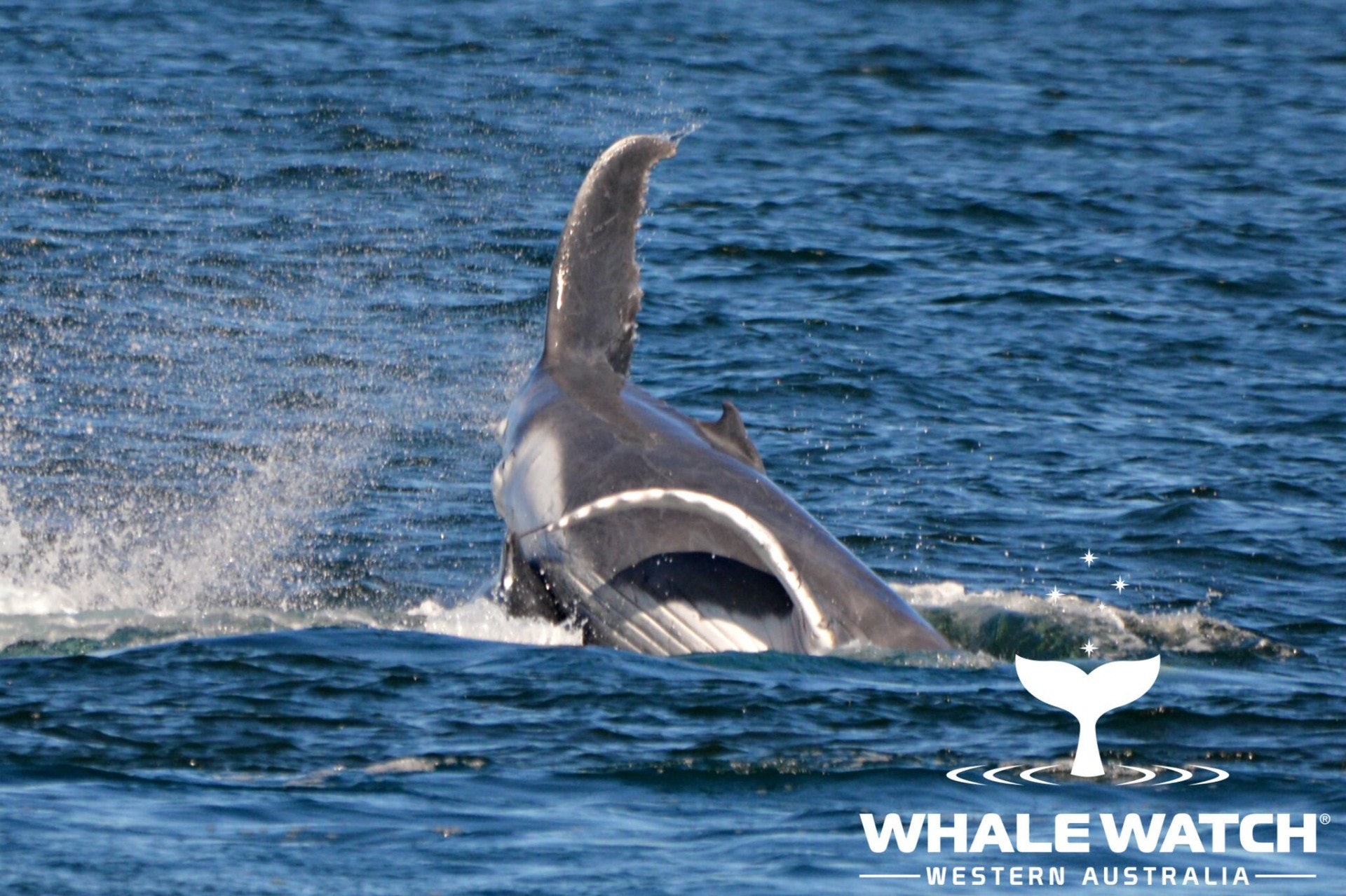 一對座頭鯨魚母子,遭5頭欲與鯨魚媽媽交配的雄鯨追逐。(Whale Watch Western Australia) 一對座頭鯨魚母子,遭5頭欲與鯨魚媽媽交配的雄鯨追逐。(Whale Watch Western Australia)