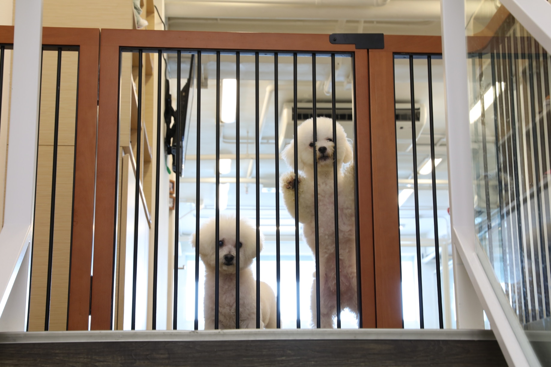 Edith表示水療中心中心仍然處於起步階段,不過仍然希望為顧客們在一個合理的價格之下為牠們的狗狗提供水療服務。(鄧偉傑攝) Edith表示水療中心中心仍然處於起步階段,不過仍然希望為顧客們在一個合理的價格之下為牠們的狗狗提供水療服務。(鄧偉傑攝)