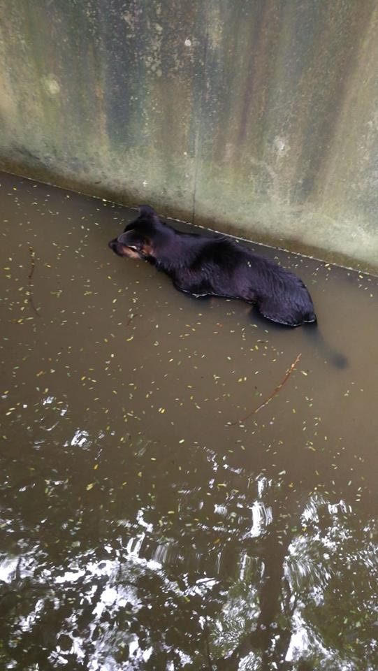 水位已淹至狗狗的頸部。(受訪者提供) 水位已淹至狗狗的頸部。(受訪者提供)