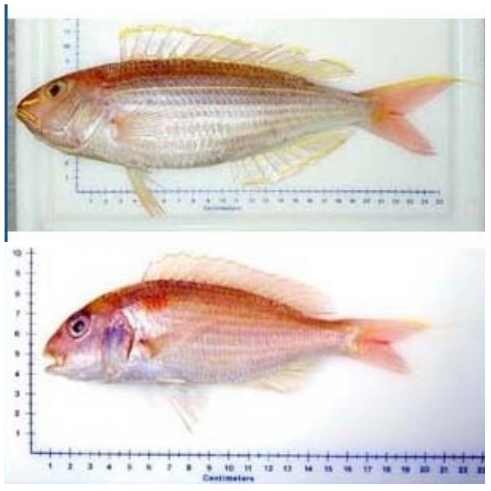 瓜衫當紅衫情有可原 鯰魚當龍脷最離譜魚類專家教你如何分辨 瓜衫當紅衫情有可原 鯰魚當龍脷最離譜魚類專家教你如何分辨
