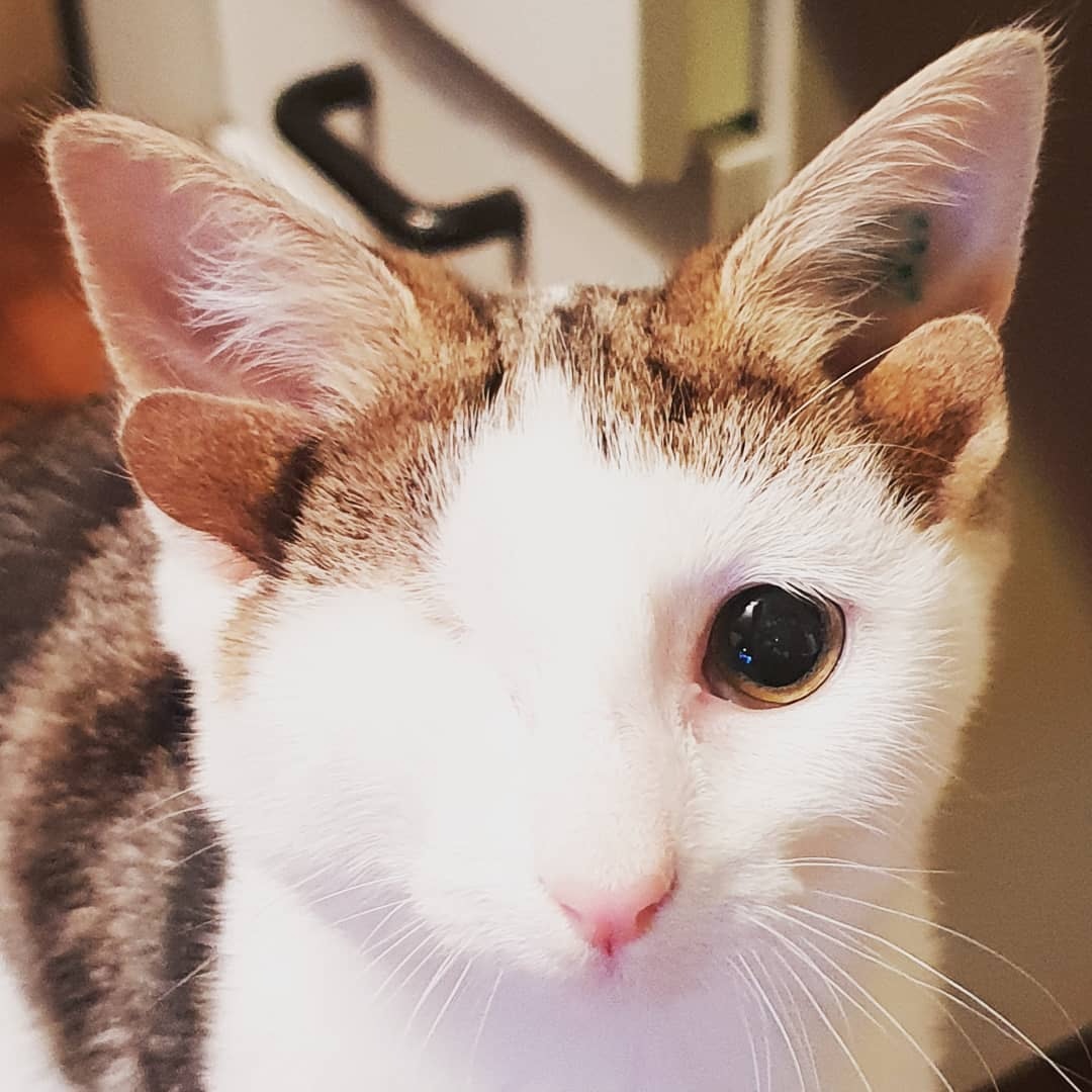 4 рта 4 уха. Необычные кошки. Кошки с необычными глазами. Кошка с 4 ушами.