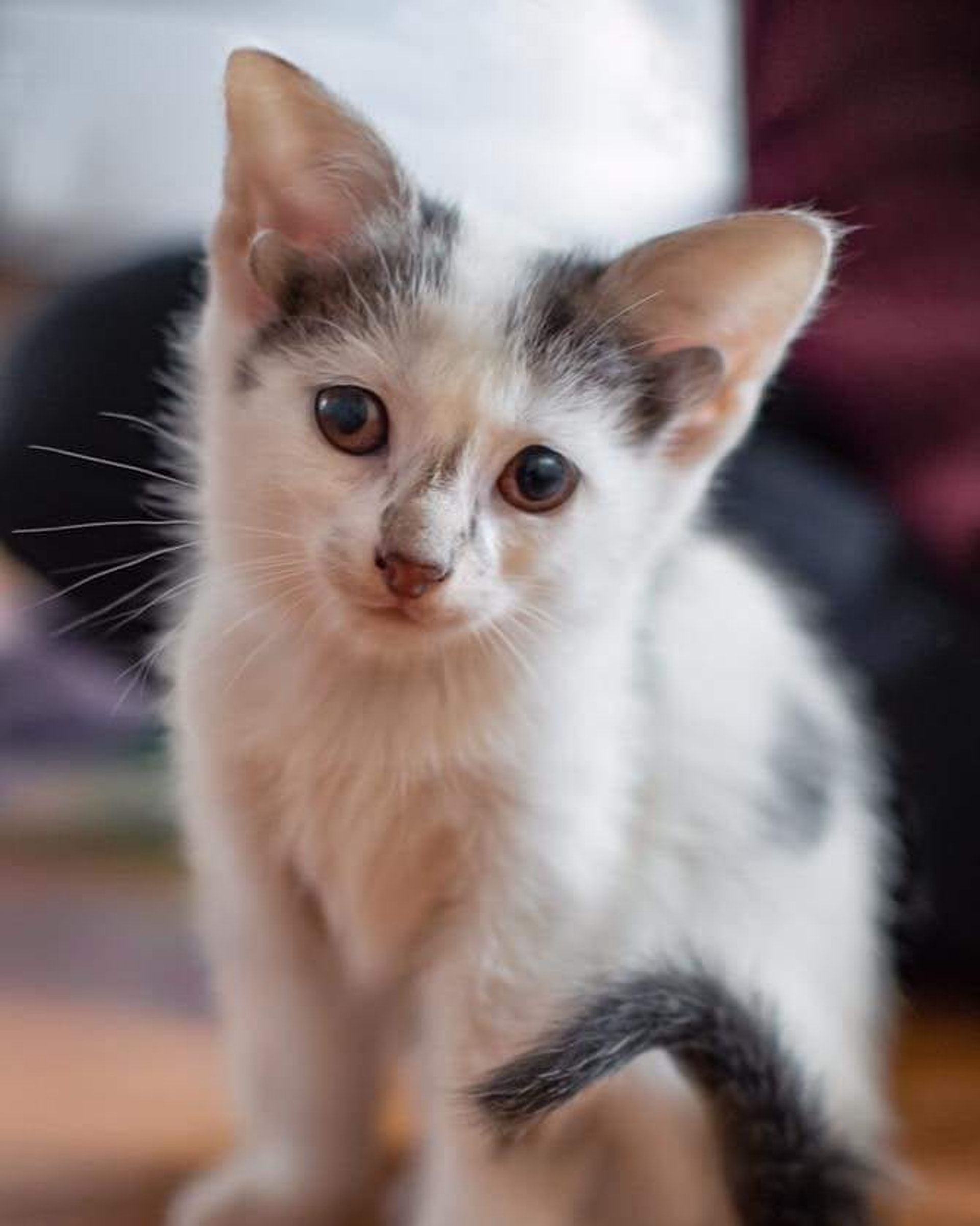 Котенок с четырьмя ушками