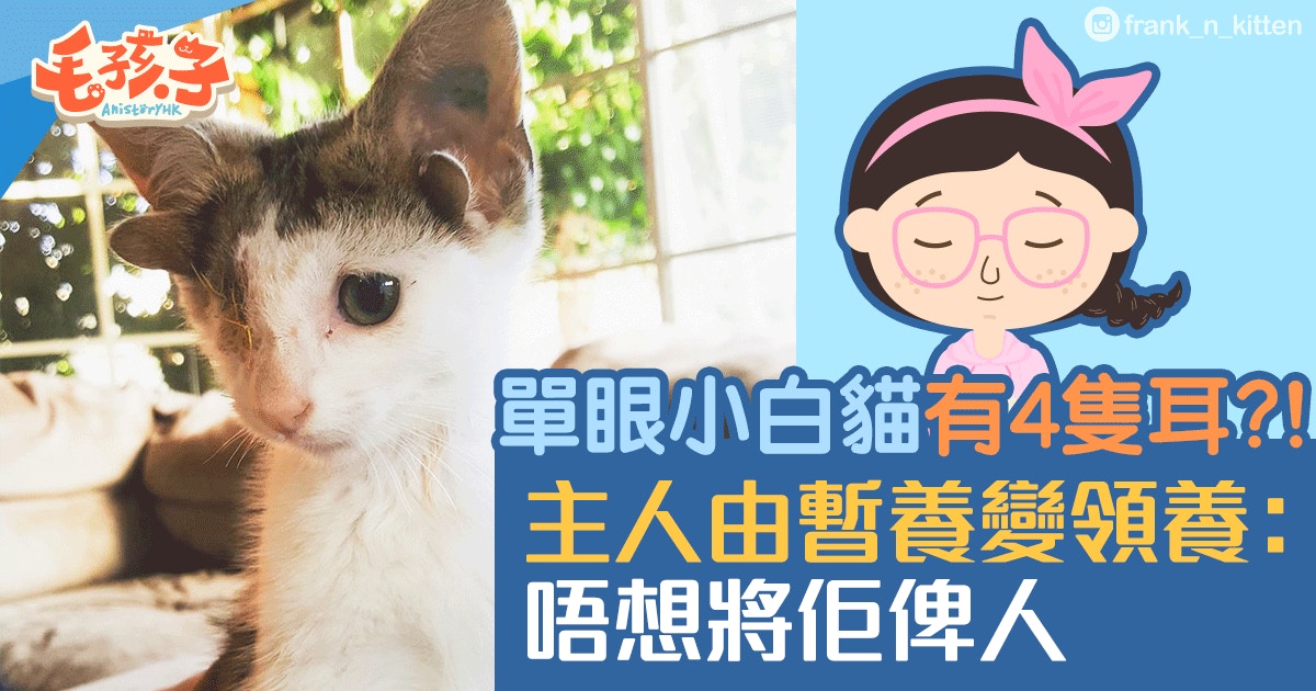 小貓驚現4隻耳朵眼球受感染變單眼主人:我覺得牠很完美|香港01|寵物