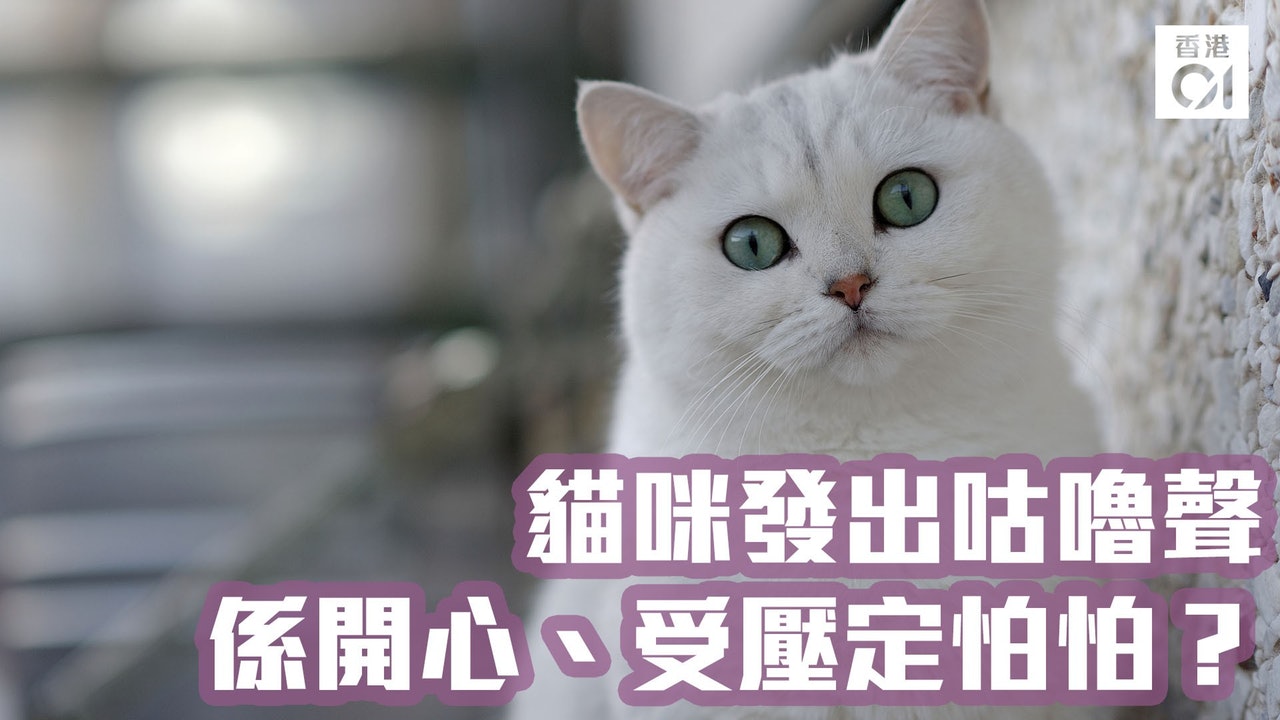 貓咪發出咕嚕聲 係開心、受壓定怕怕? 貓咪發出咕嚕聲 係開心、受壓定怕怕?