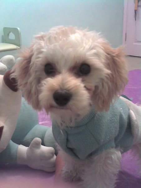 貴婦狗「忌廉仔」今早於彩虹邨錦雲樓附近失蹤。(受訪者提供) 貴婦狗「忌廉仔」今早於彩虹邨錦雲樓附近失蹤。(受訪者提供)