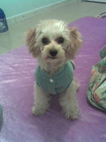 「忌廉仔」早前不慎跌傷,尚未完全痊癒。(受訪者提供) 「忌廉仔」早前不慎跌傷,尚未完全痊癒。(受訪者提供)