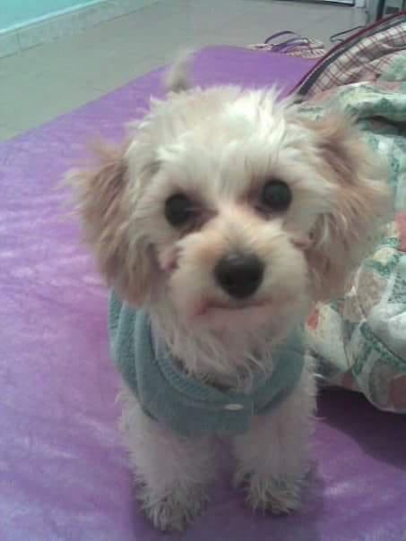 主人啊Bi懷疑牠是從廚房窗戶跳出。(受訪者提供) 主人啊Bi懷疑牠是從廚房窗戶跳出。(受訪者提供)