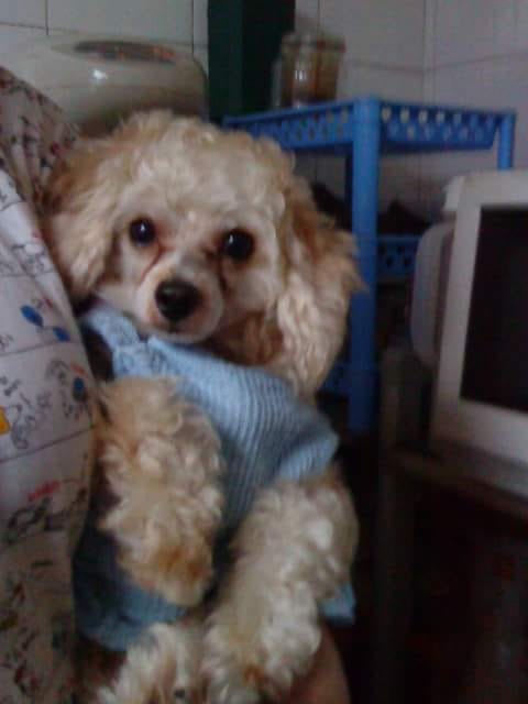 啊Bi談到「忌廉仔」時不禁哽咽。(受訪者提供) 啊Bi談到「忌廉仔」時不禁哽咽。(受訪者提供)